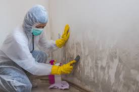 Best Emergency Mold Remediation in Northridge, OH